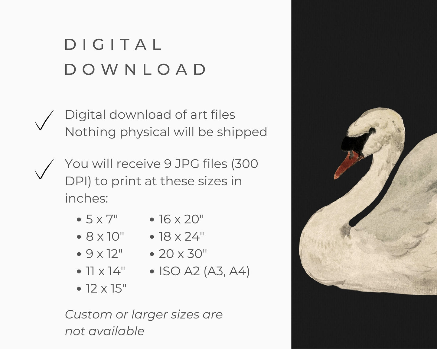 White Swan on Black Printable Wall Art