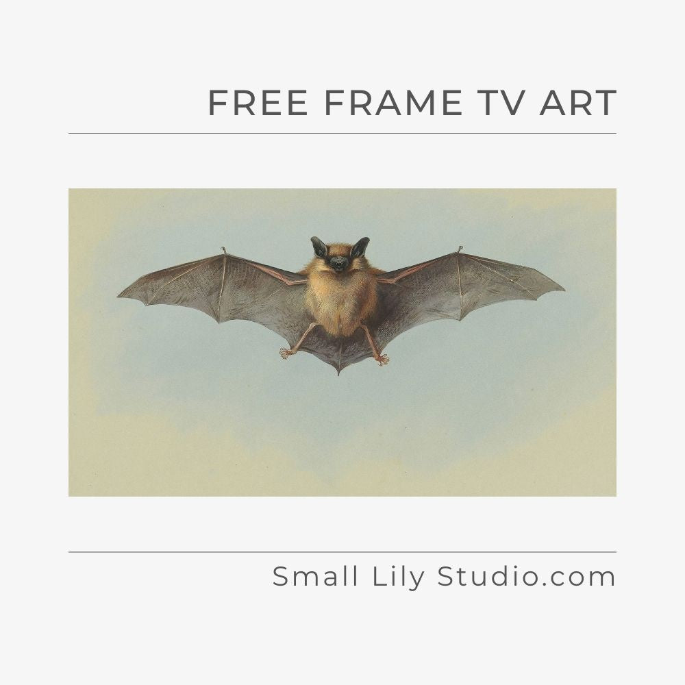 Study of a Common Pipistrelle Bat by Archibald Thorburn - Free Frame TV art