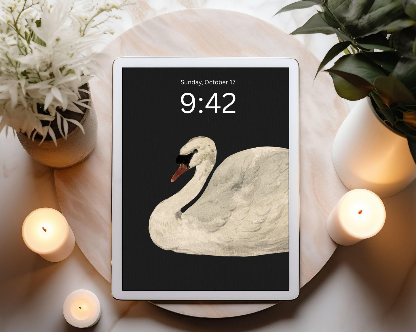 White Swan Desktop Wallpaper Set